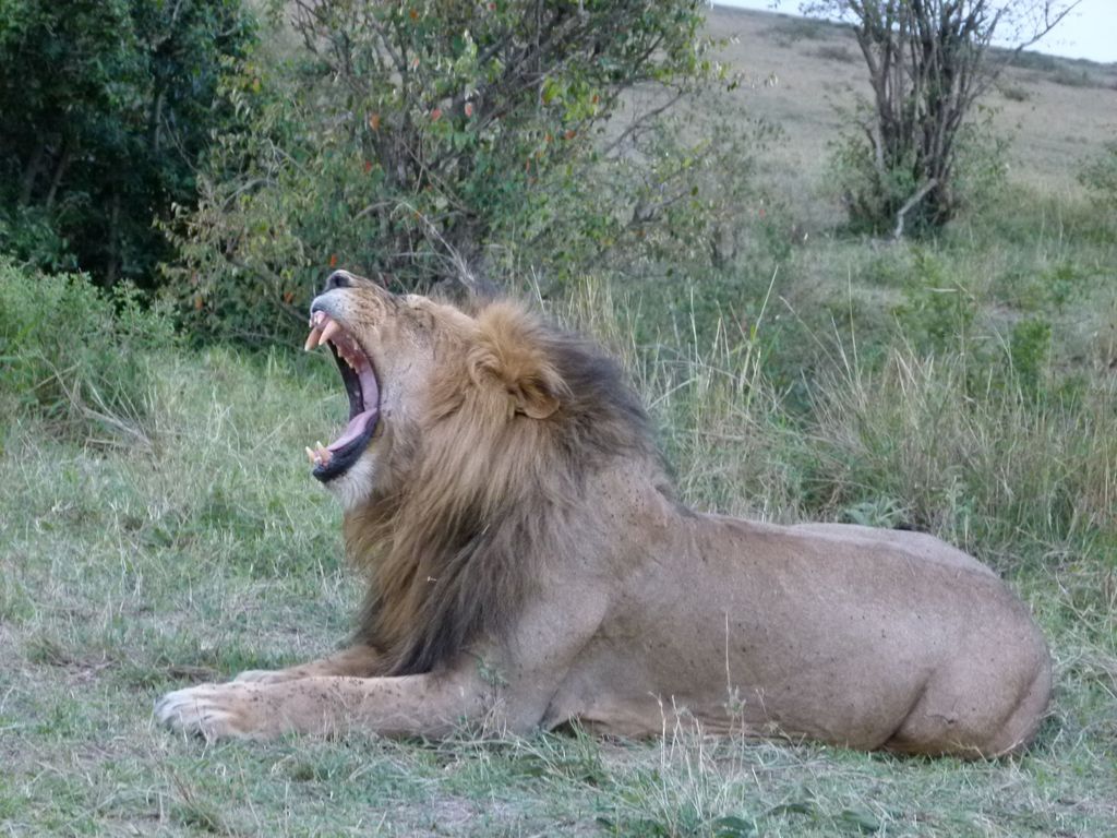 Nairobi-Nationalpark Ganz- oder Halbtagestour mit Guide