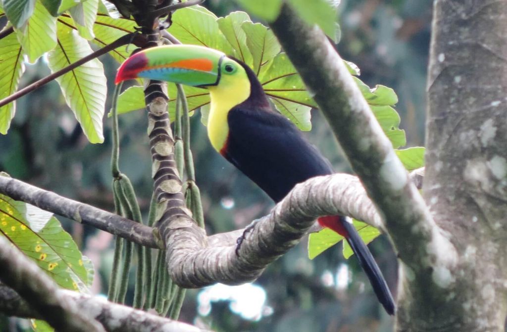 San José: Vulkan Arenal, Wasserfälle, Kaffee und heiße Quellen
