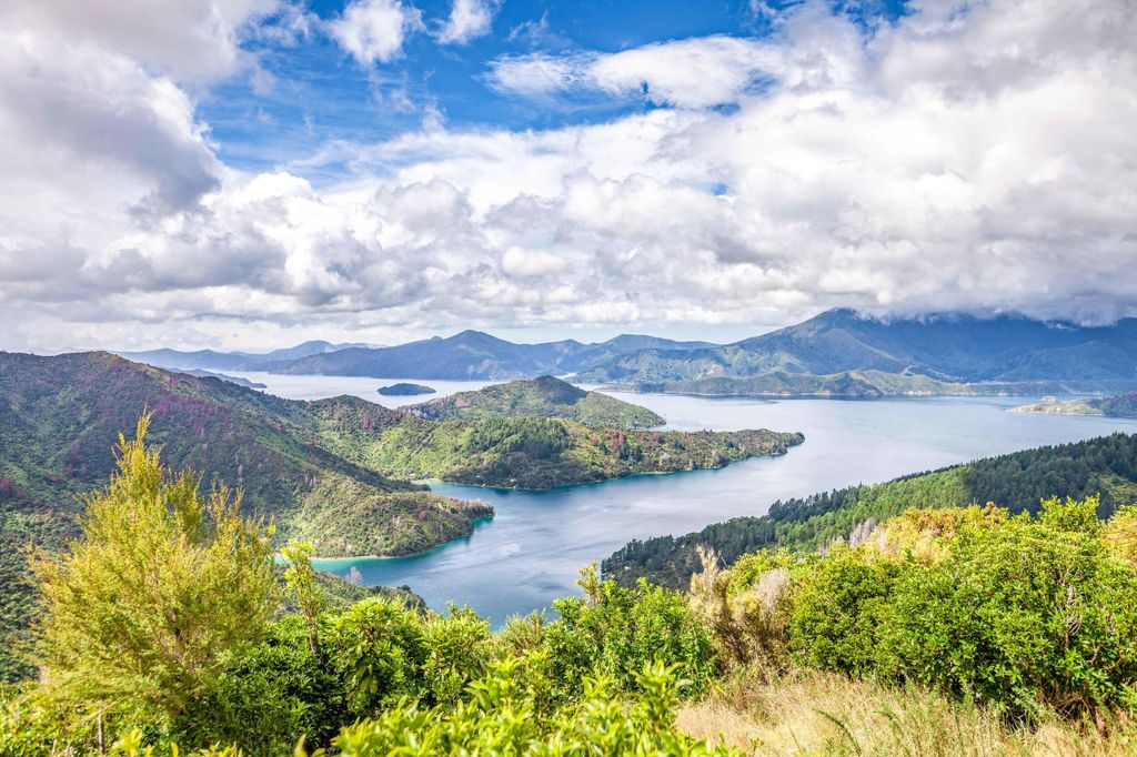 Ab Picton: Bootsfahrt Marlborough Sounds & Ship Cove
