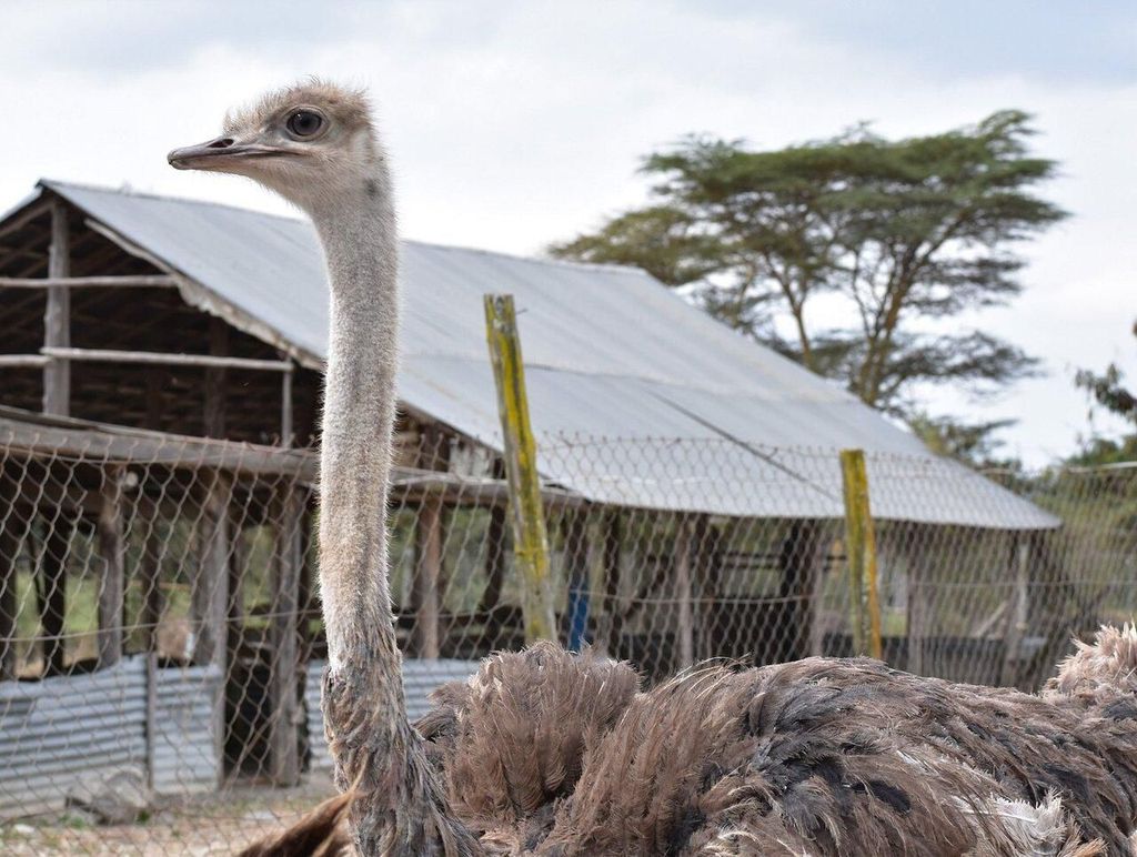 Nairobi: Maasai-Straußenfarm-Tour mit Mittagessen und Guide