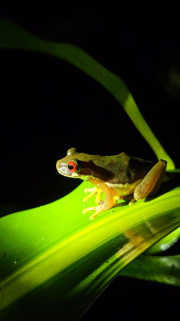 Monteverde: Tropical Forest Night Tour