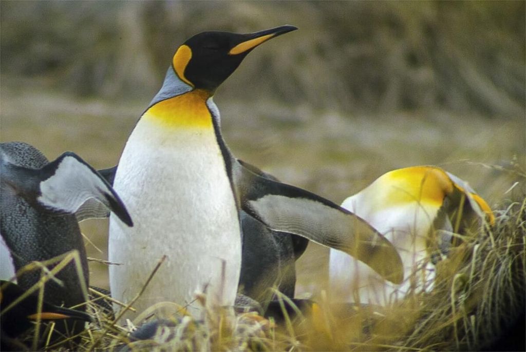 Ushuaia: Bootstour durch den Beagle-Kanal und Pinguin-Erlebnis