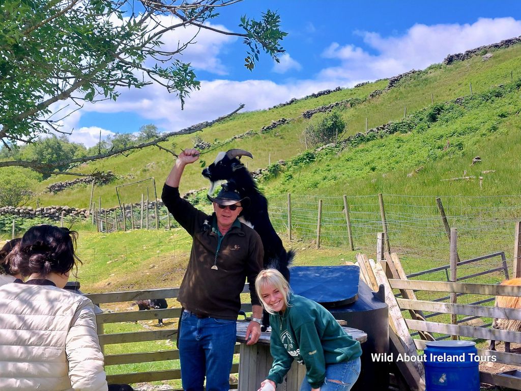 Galway: Kylemore, Sheep Farm und Connemara Private Day Tour