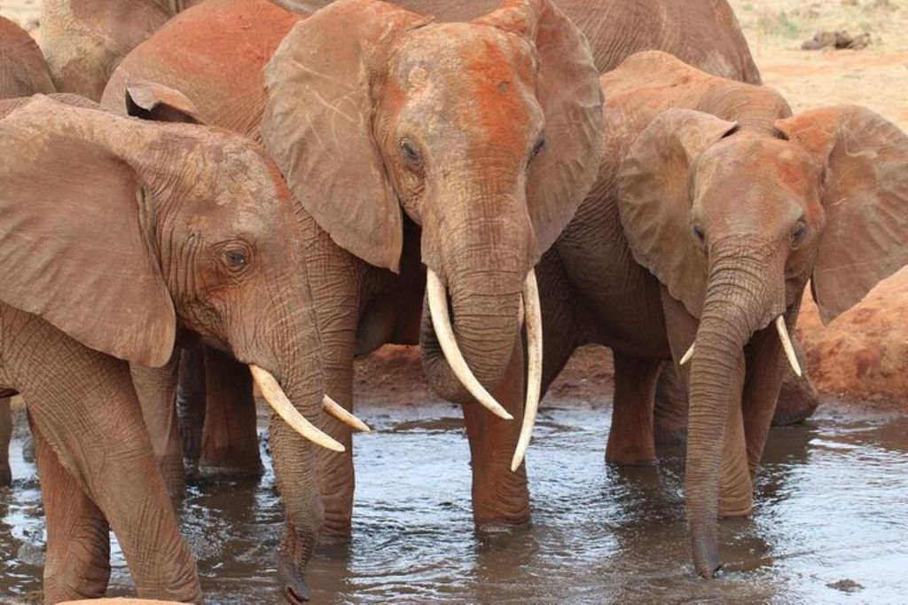 Diani/Mombasa: 2 Tage nach Tsavo East & Tsavo West mit Mahlzeiten