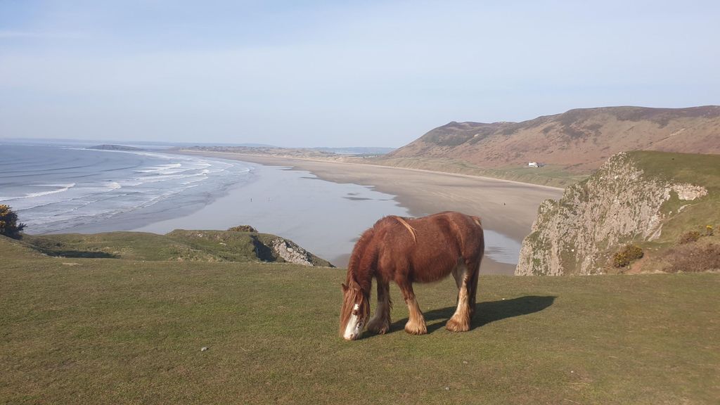 Von Cardiff aus: Mumbles und Gower Peninsular Tour