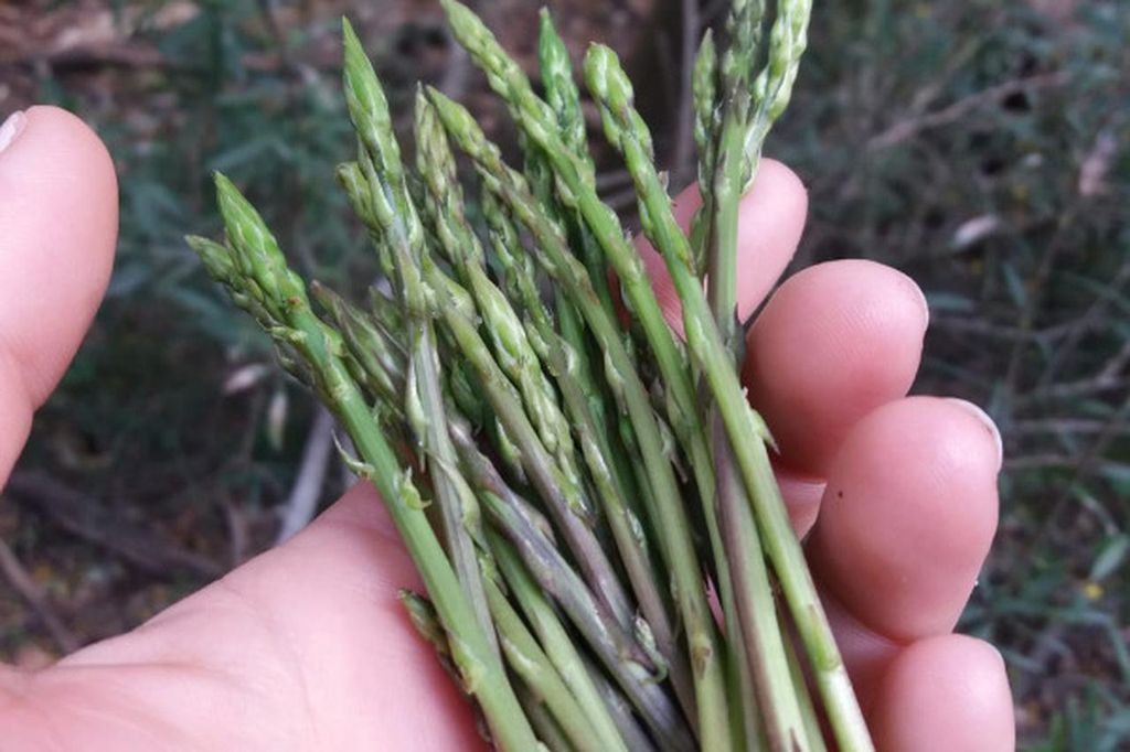 Wanderung zu essbaren und heilkräftigen Wildpflanzen (Esterel-Massiv)