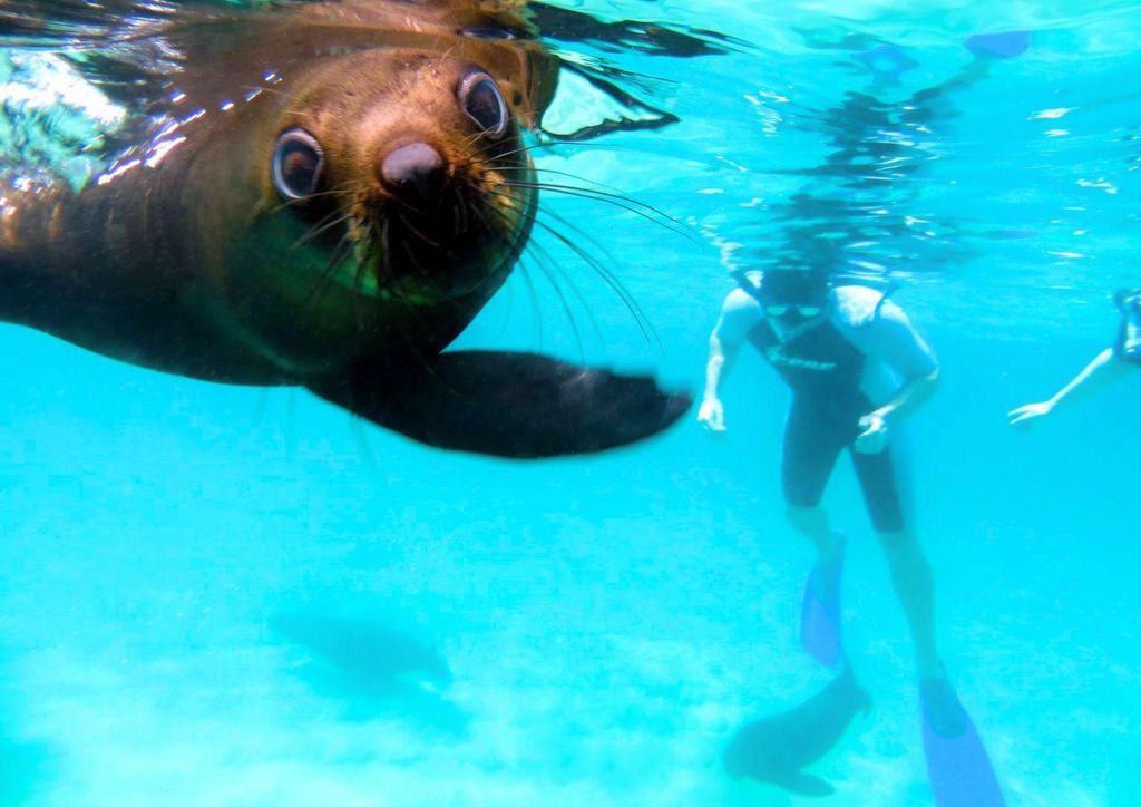 Abenteuer-Tagestour mit Robben