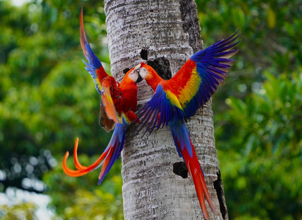 Manuel Antonio: Scharlach-Ara Tour mit professionellen Fotos