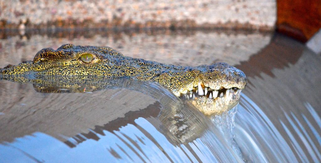 Von Richards Bay aus: Geführte St. Lucia Estuary Bootssafari