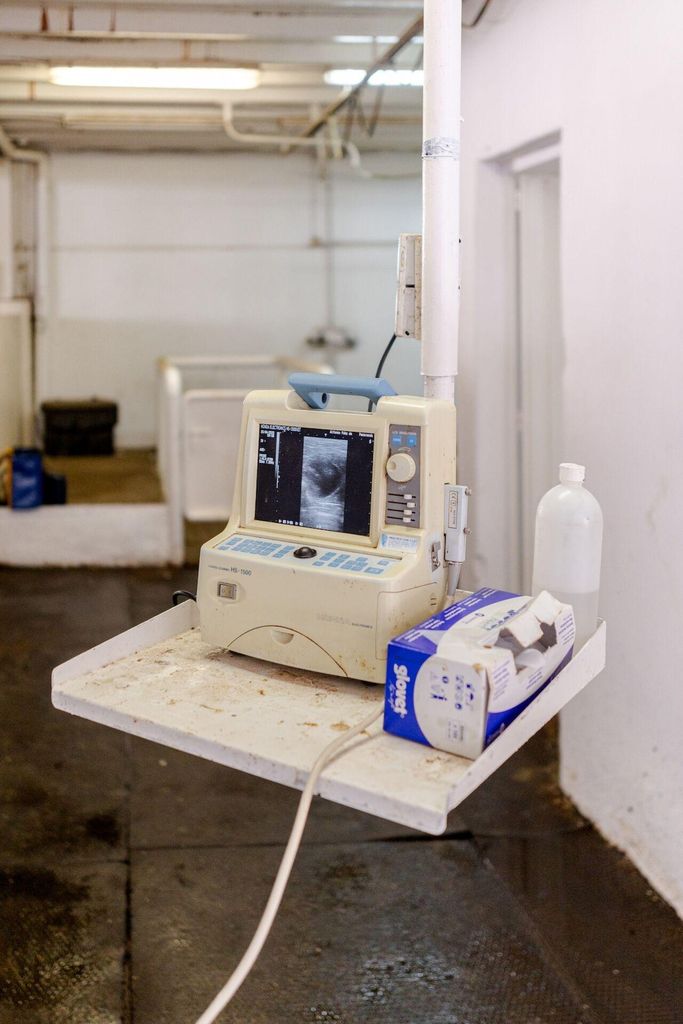 Besuche eine berühmte Pferdefarm in Carmona