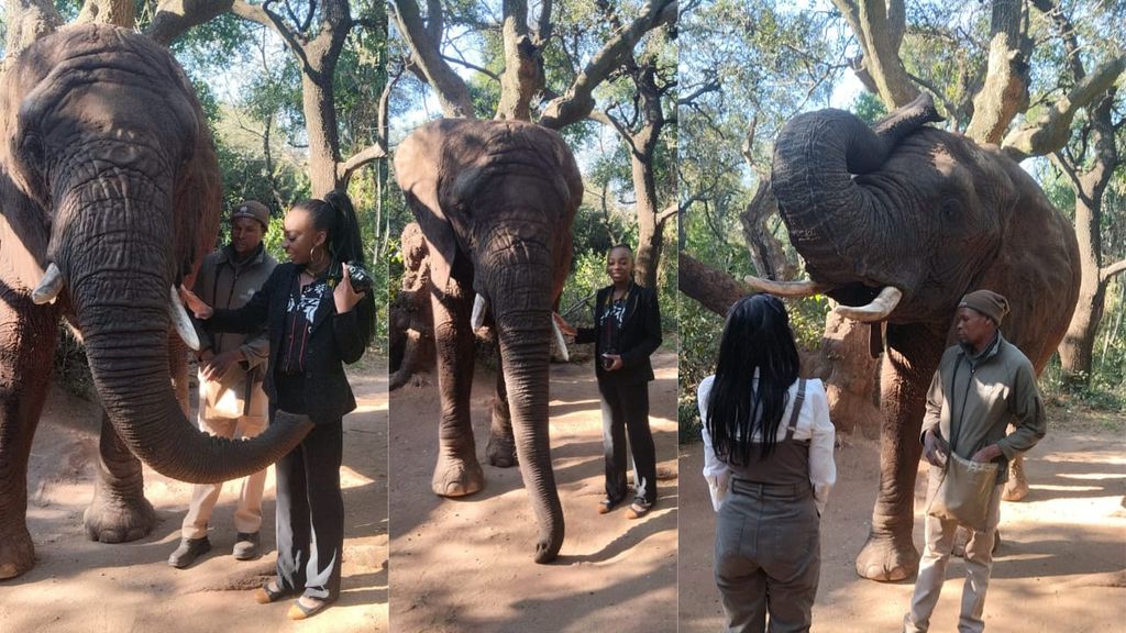 Johannesburg: 2 Stunden Elefanten-Interaktion