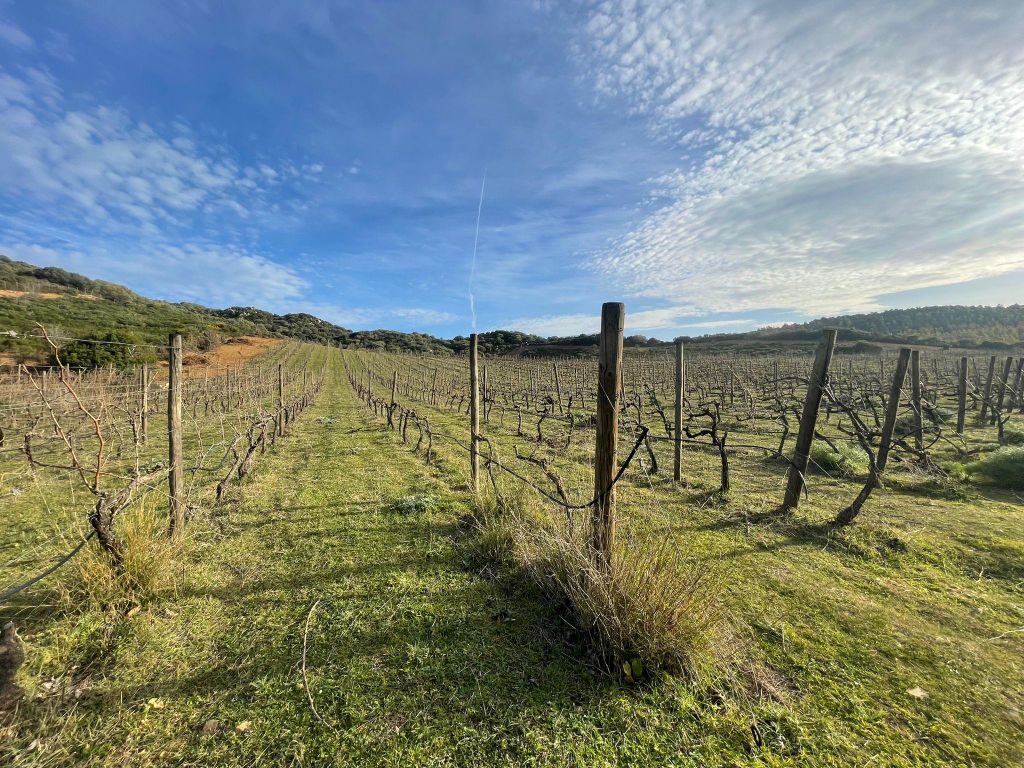 Spaziere durch unseren Weinberg und genieße einen Aperitif