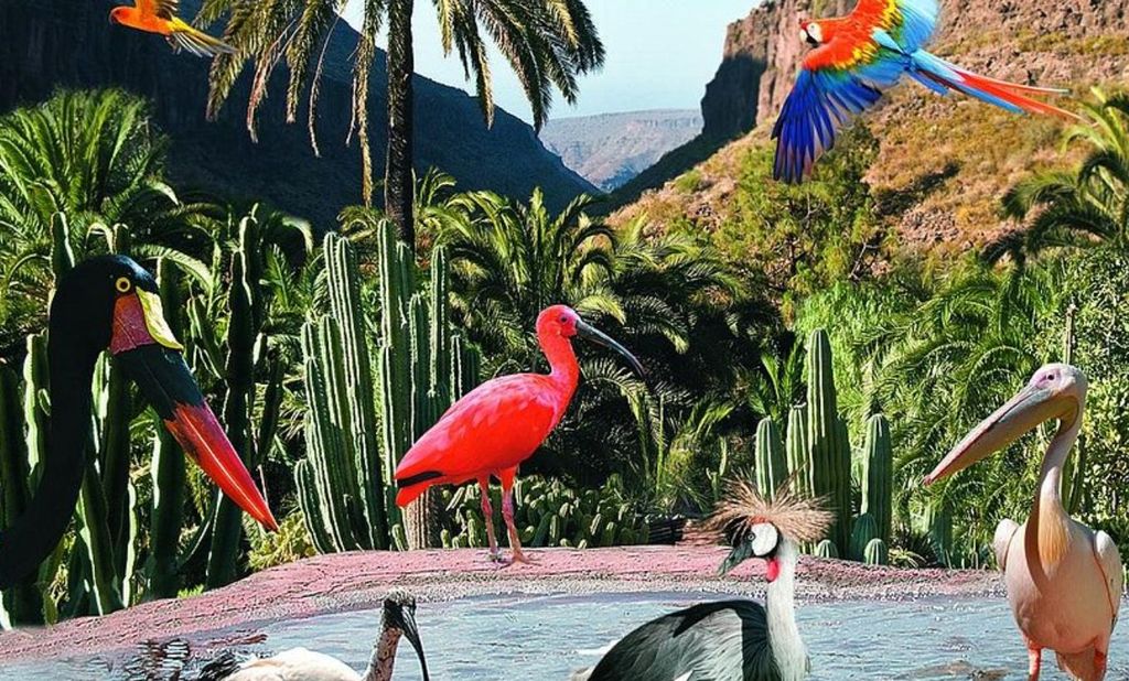 Gran Canaria: Tour zum Palmitos Park und Camel Park Fataga