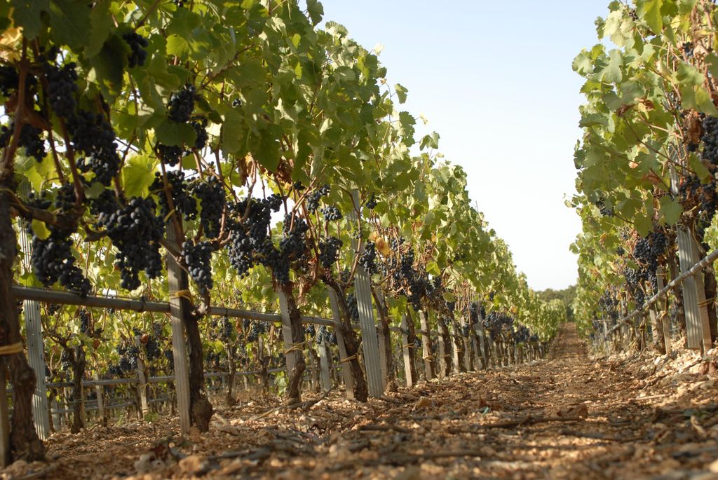 Apulien: Geführte Tour durch die Weinberge mit Weinverkostung