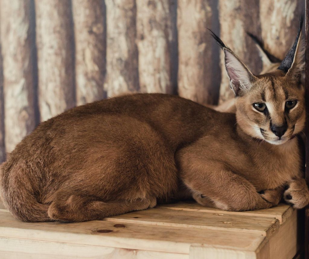 Private Animal Lover's Tour - Halbtagestour