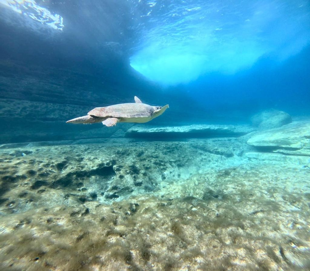 Paphos: Schnorcheltour mit Schildkröten und Guide