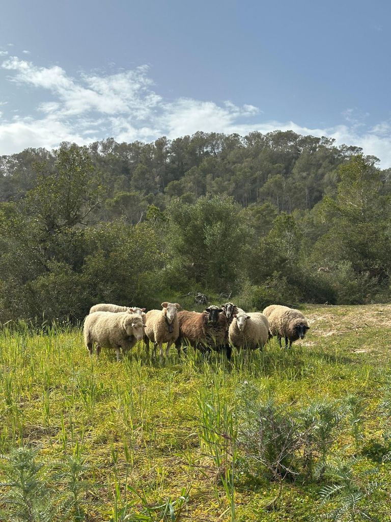 Wander Tour mit Traumblick zum ehemaligen Kloster Sant Salvador 3-4 Std.