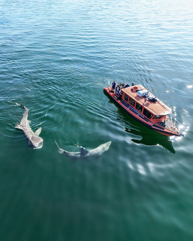 Great Blasket Island Wildlife Tour mit Island Landing