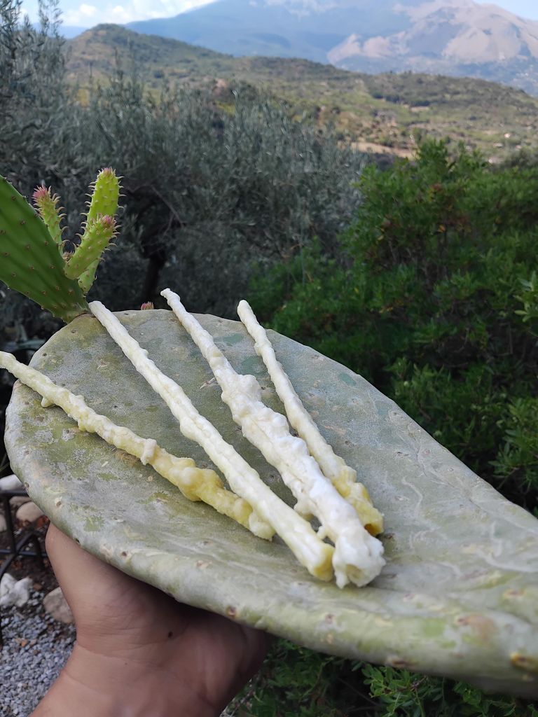 Entdecke den Eschenhonig in Castelbuono – ein sizilianischer Naturschatz!
