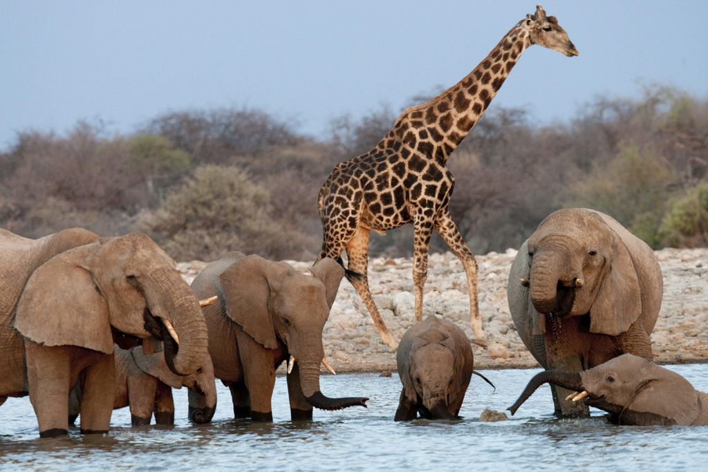 Namibia: Etosha Nationalpark, Giraffe und Elefanten am Wasserloch
