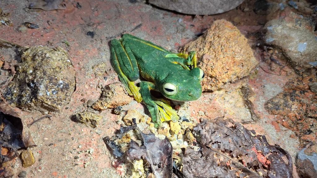 Kubah-Nationalpark: Nachtfrosch-Abenteuer