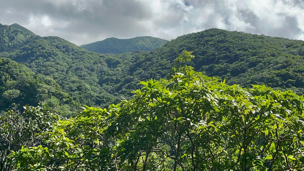 St. Kitts wandern: Wingfield Rainforest und Romney Experience