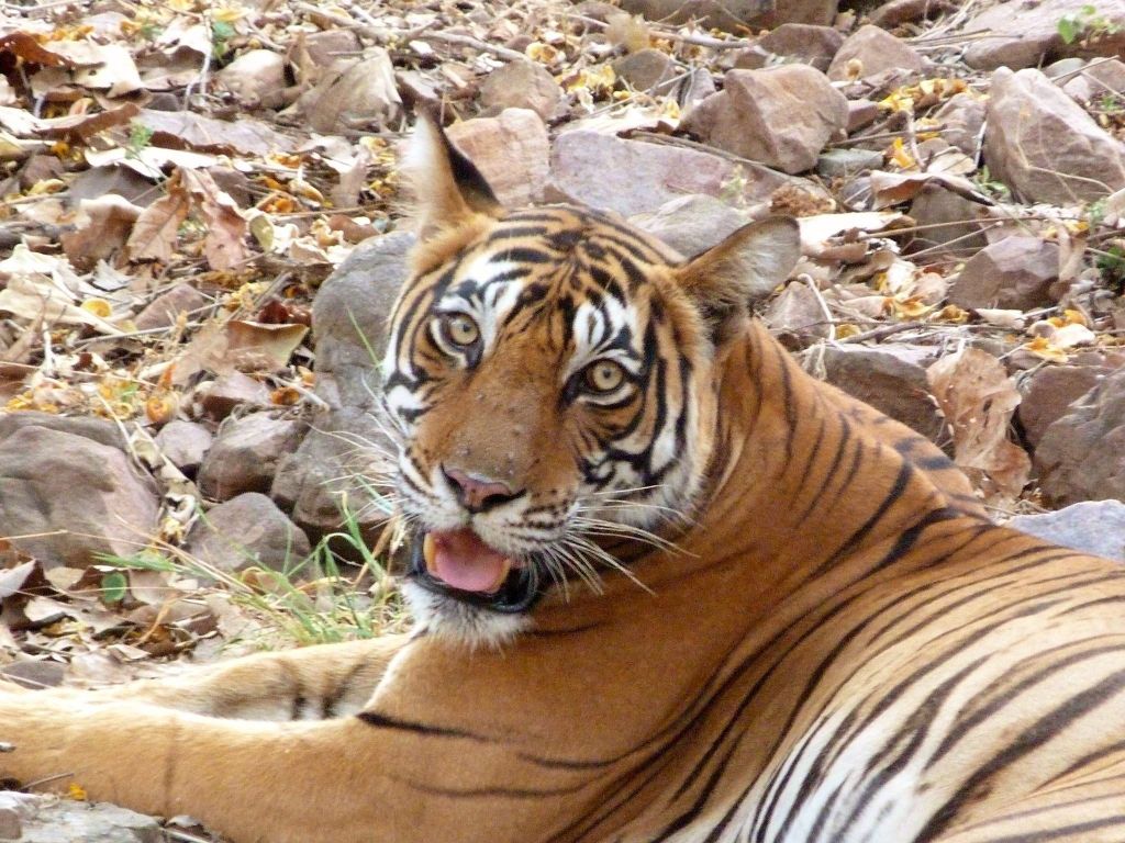 Entdecke Tiger und andere Wildtiere von Ranthambore auf einer Tagestour