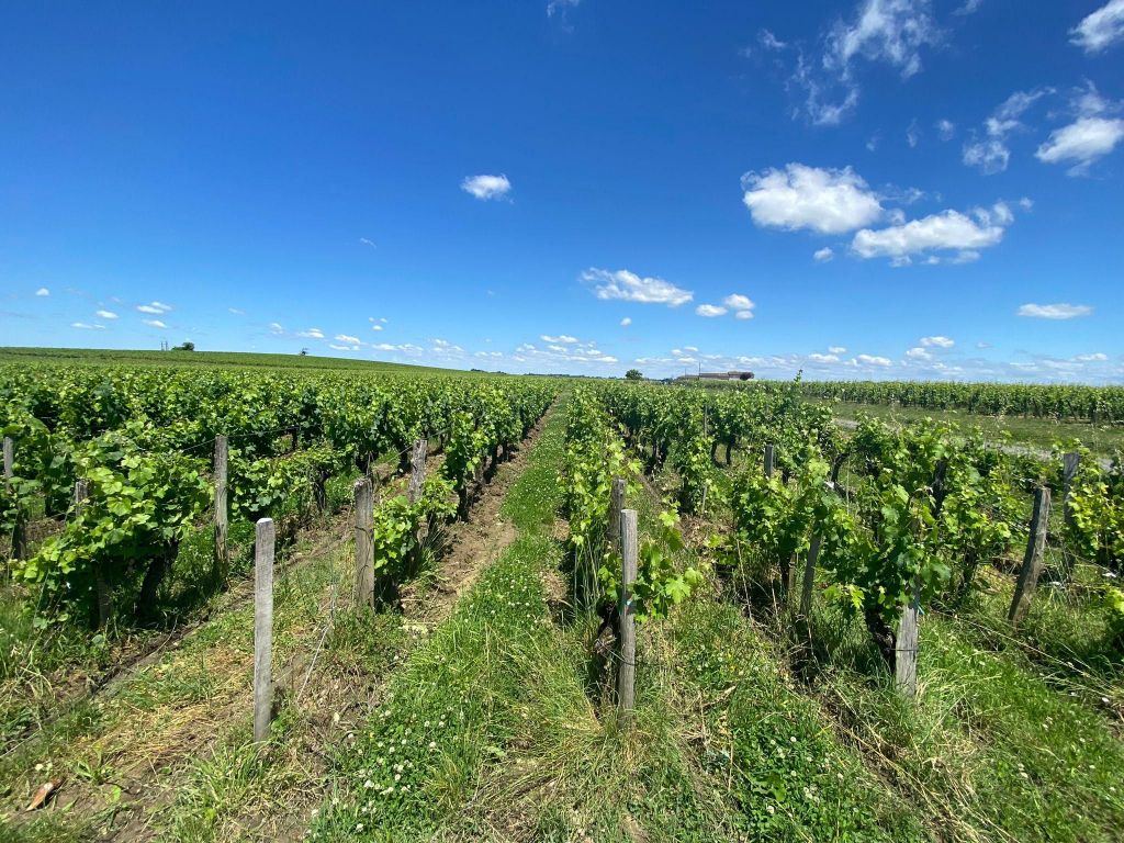 Ganztagestour in Saint-Emilion & Margaux