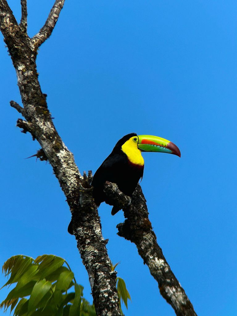 Monteverde: Nebelwald-Tour mit einem ortskundigen Guide