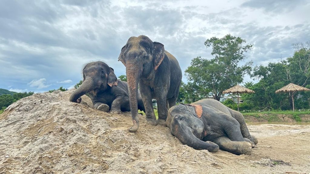 Phuket: Freedom Elephant Reserve – Ethereal Nature Walk