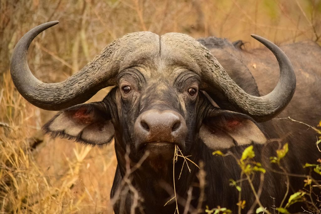 Vom Flughafen Kruger Mpumalanga: Kruger Park 3-Tage-Safari