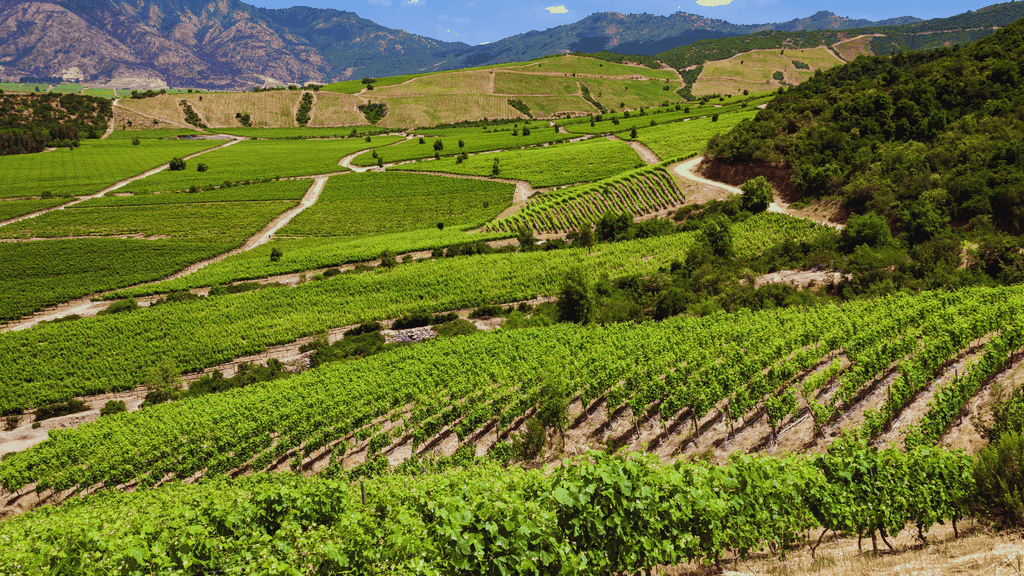 VIÑA CONCHA Y TORO - TOUR : CHILE