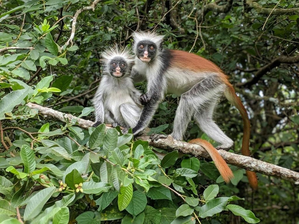 Sansibar: Tour durch den Jozani-Wald