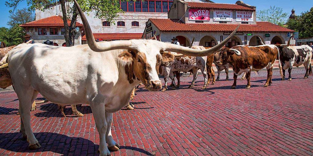 Von Dallas aus: Fort Worth Guided Day Tour