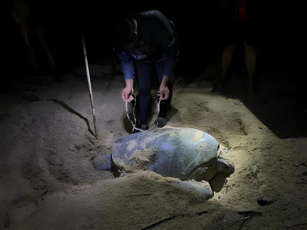 Tanjung Datu Nationalpark: 3 Tage, 2 Nächte – Dschungel- & Wildtier-Tour