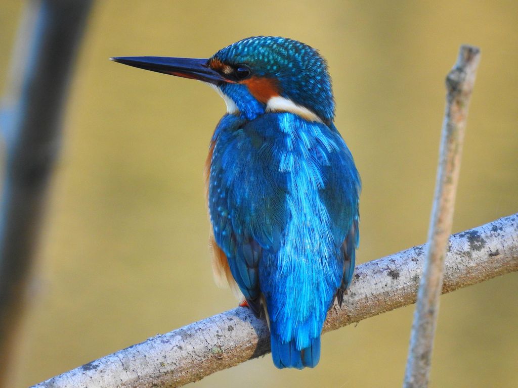 Ravenna: Tour zwischen Natur und Vogelbeobachtung mit Transfer
