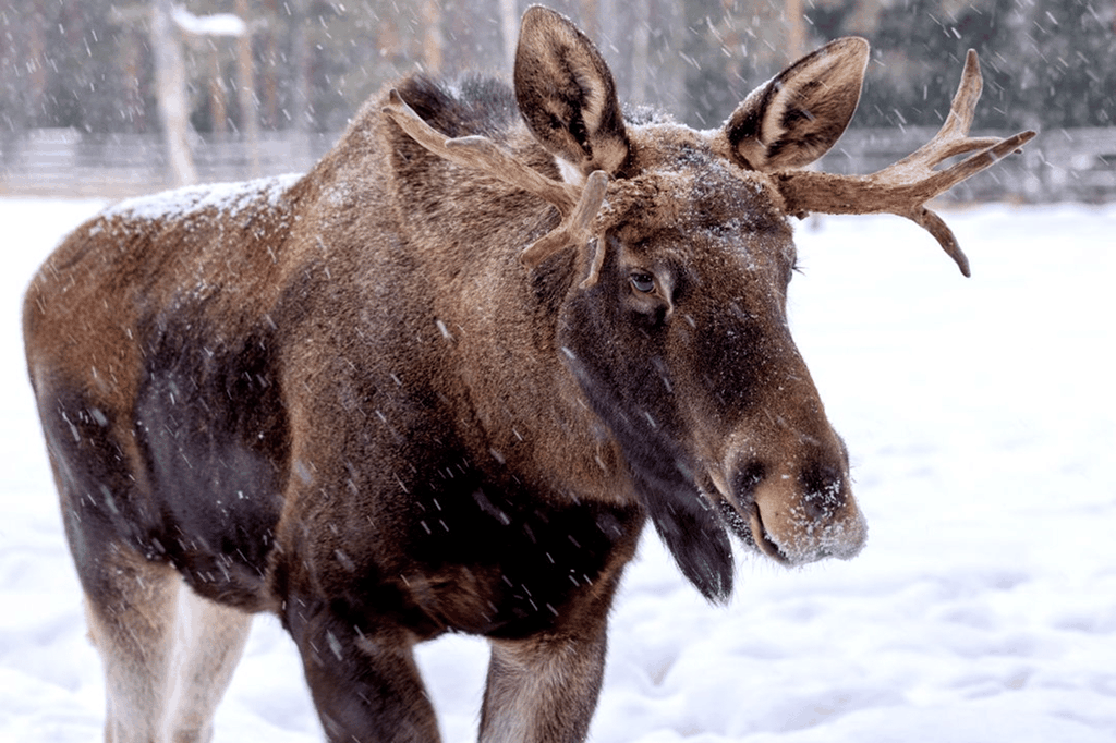 Elchbeobachtungstour von Kiruna nach Nikkaluokta