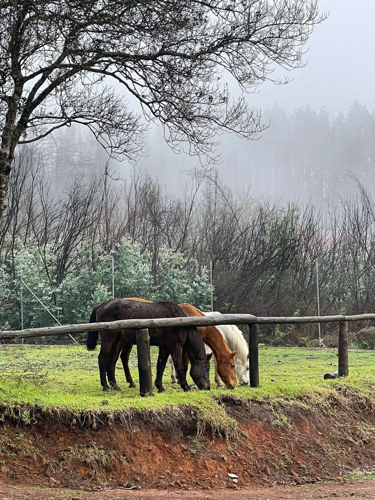 Teneriffa: Reitausflug im Wald
