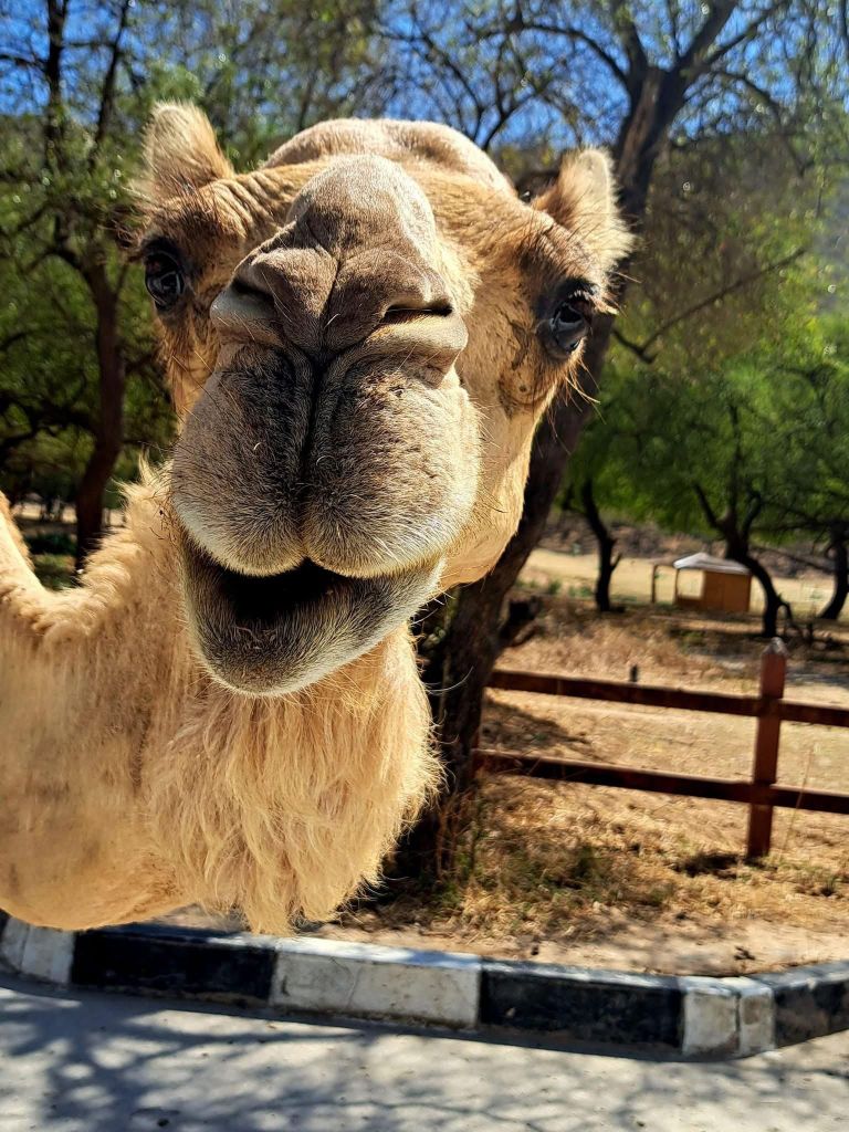 Ost-Salalah: Premium-Private Offroad-Safari & Sonnenuntergang