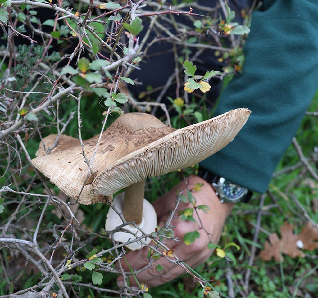 Pilze und Wildkräuter sammeln in Agios Nikolaos, Taygetos