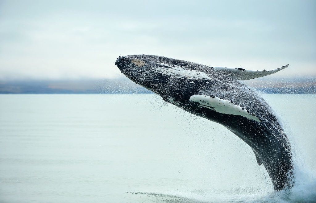 Von Christchurch: Tagestour nach Kaikōura mit Whale Watching