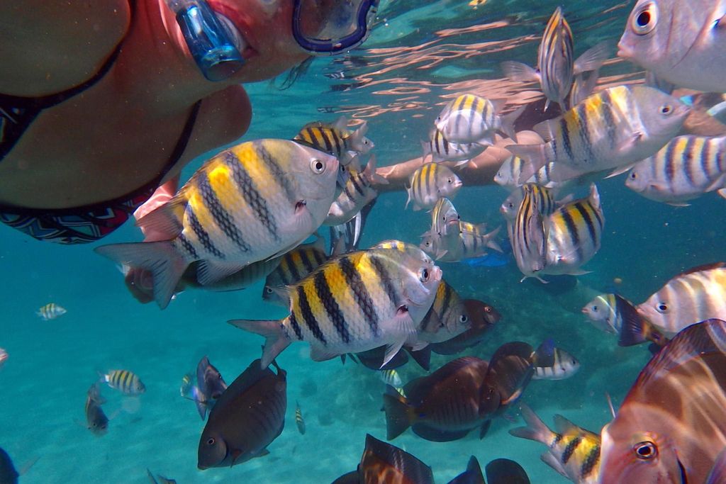 Tauchen von Les Trois Ilets aus