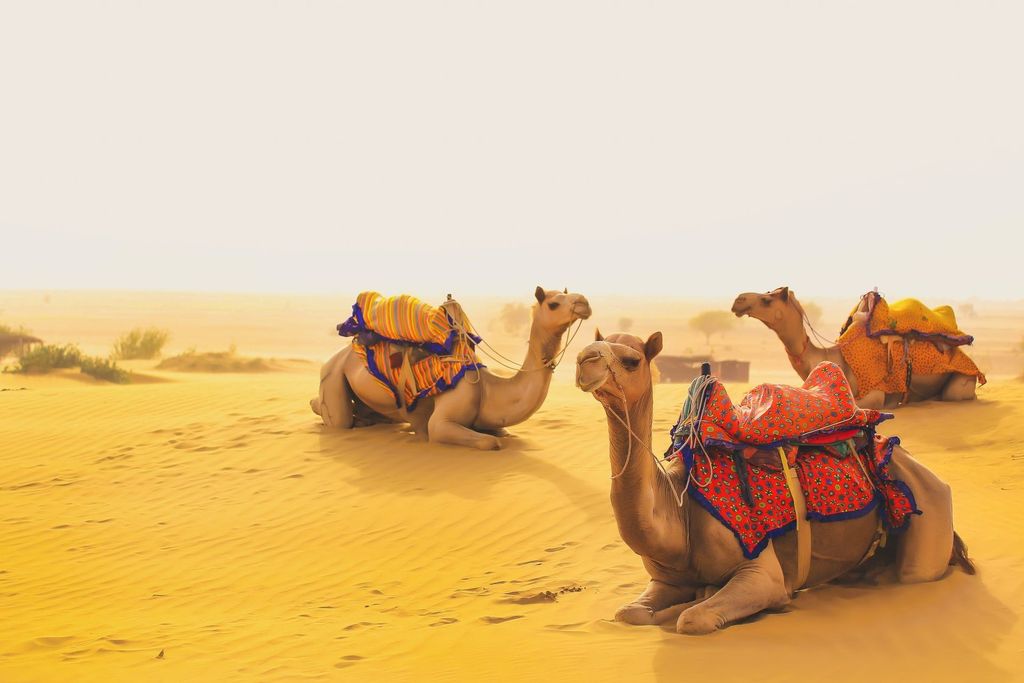 3-tägiges Abenteuer in Rajasthan: Jodhpur, Jaisalmer & Wüstencamp