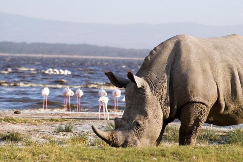 Von Nairobi aus: Ganztagestour zum Lake Nakuru National Park
