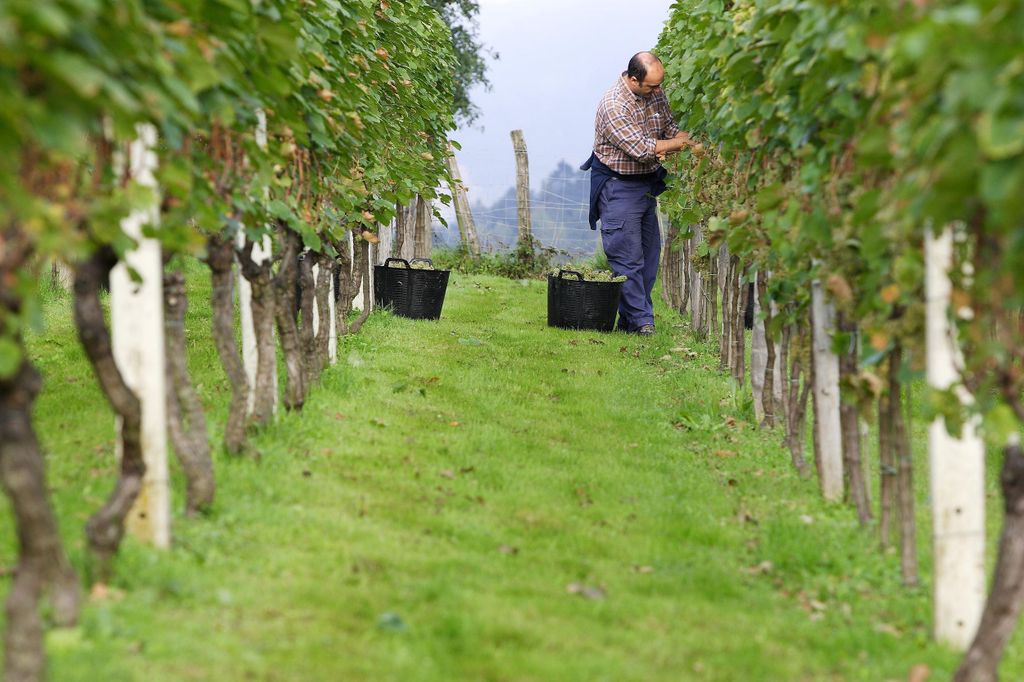 Getaria Txakoli: Weintour ab San Sebastián