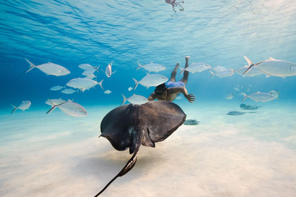 Cayman Islands: Stingray City, Starfish Point, Schnorcheln