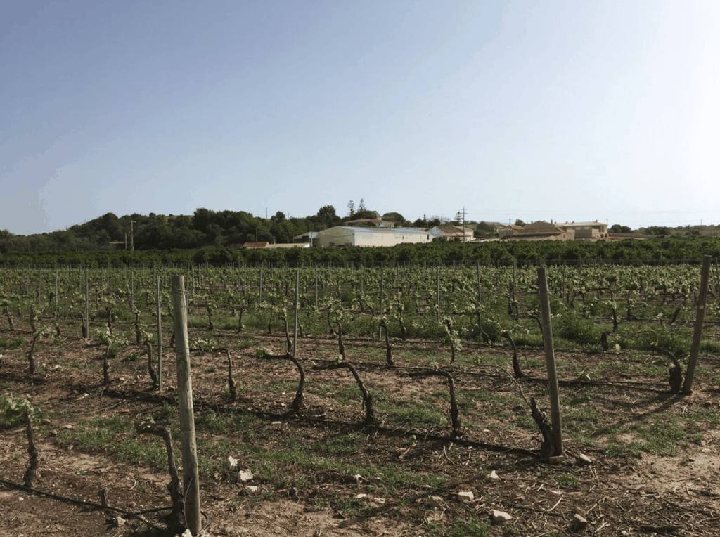 Algarve Wine Tour mit zwei Weingütern unter der Führung eines Weinexperten