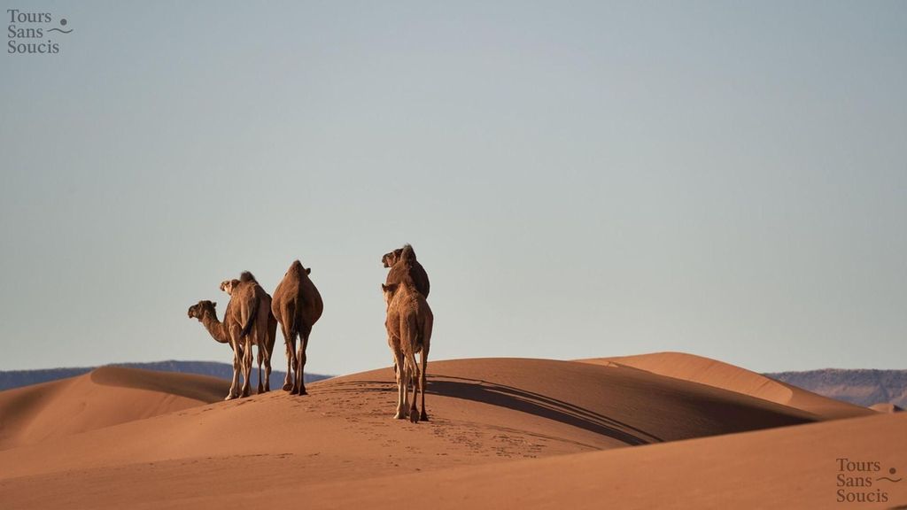 Von Djerba: Star Wars und Sonnenuntergang in der Wüste von Tataouine