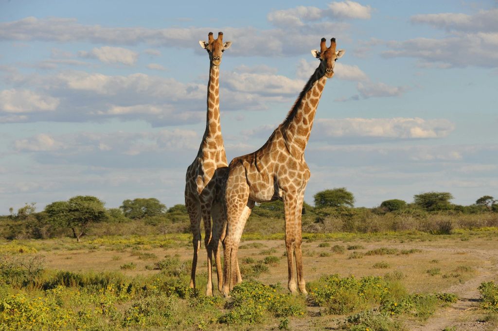 Von Dar es Salaam aus: Mikumi National Park Tagesausflug