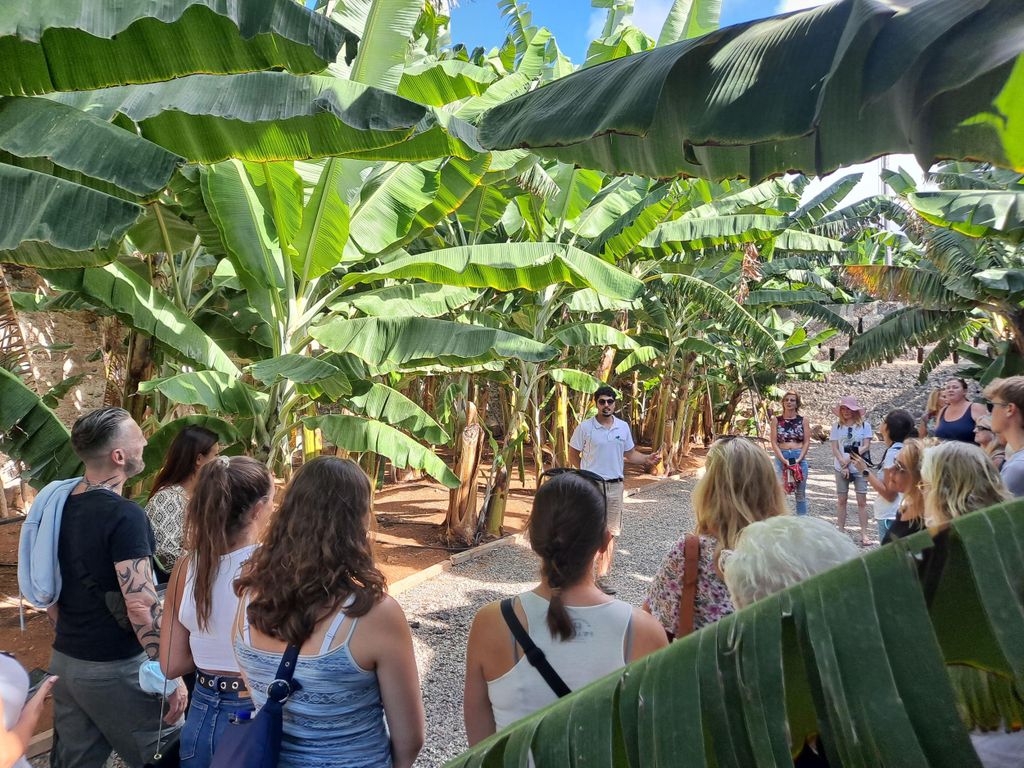 Gran Canaria: Bananenwelt Führung & Verkostung
